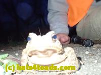 /home//u458753944/public_html/sourcegallery/////Roxborough Toad Detour/2020/2020-04-05/92156615_10222212435848774_2378417734493929472_o.jpg